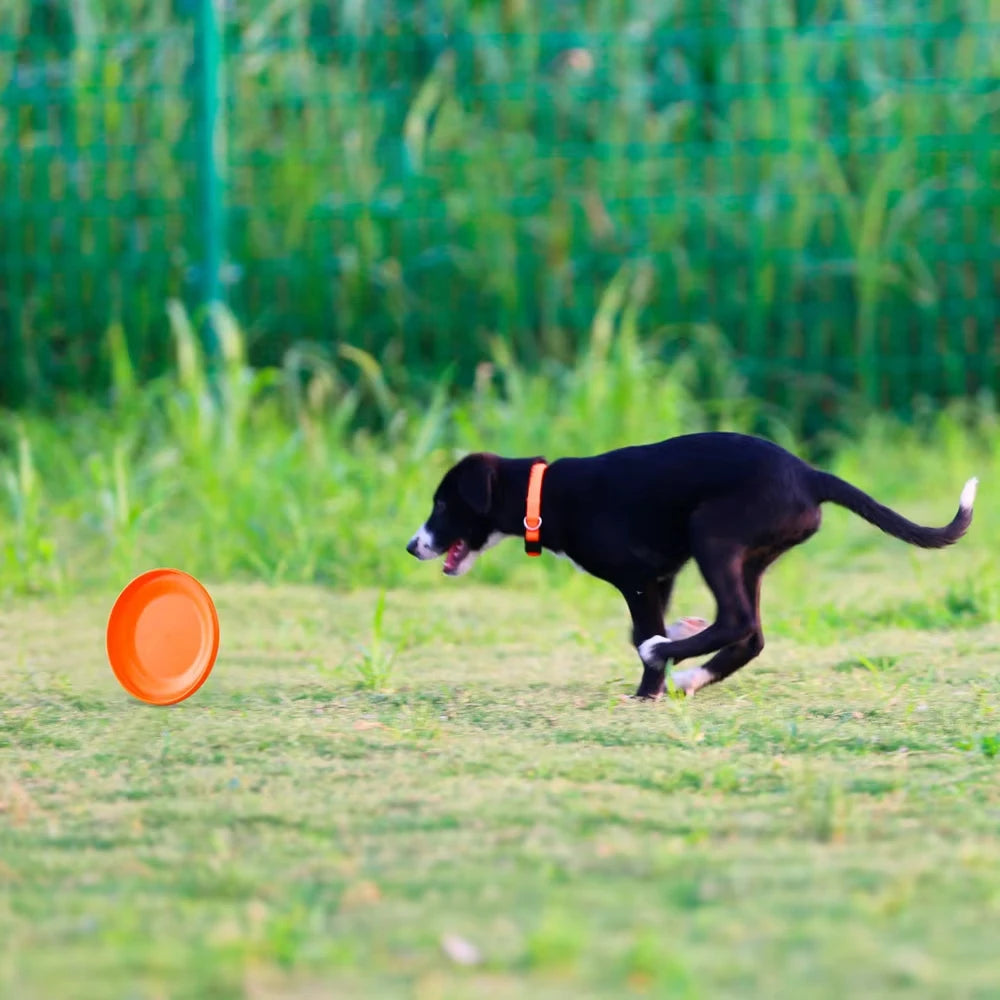 Fantastic Dog Training Disc Essenti for your Dog