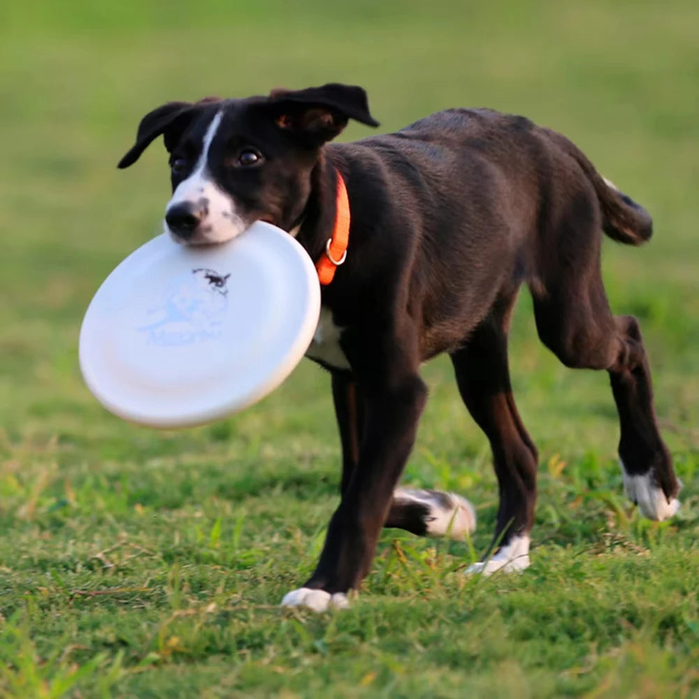Fantastic Dog Training Disc Essenti for your Dog